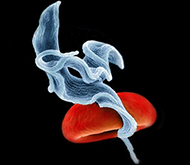 Der fehlende Teil im atomaren Puzzle